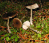  ( - MQ25-HL0706)  @11 [ ] Unspecified (default): All Rights Reserved (2009) Herman Lambert Unspecified
