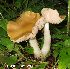  (Entoloma bicolor - MQ25-HL0872)  @11 [ ] Unspecified (default): All Rights Reserved (2010) Herman Lambert Unspecified