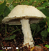  (Entoloma subsinuatum - MQ25-HL0884)  @11 [ ] Unspecified (default): All Rights Reserved (2010) Herman Lambert Unspecified