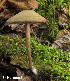  (Entoloma conicum - MQ25-HL1178)  @11 [ ] Unspecified (default): All Rights Reserved (2012) Herman Lambert Unspecified