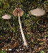 ( - MQ25-HL2140)  @11 [ ] Unspecified (default): All Rights Reserved (2024) Herman Lambert Unspecified