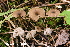  ( - MQ24a-HRL3189)  @11 [ ] (bc-nc) (2020) Renee Lebeuf Unspecified