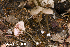  (Entoloma gracilipes - MQ24-HRL4201)  @11 [ ] by-nc (2023) Renee Lebeuf Unspecified