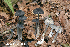  ( - MQ24a-HRL4557)  @11 [ ] (bc-nc) (2024) Renee Lebeuf Unspecified
