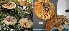  (Lactarius pseudodeceptivus - MQ23-HL1857)  @11 [ ] copyright (c) (2022) Herman Lambert Unspecified
