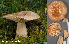  ( - MQ23-HL1862)  @11 [ ] copyright (c) (2022) Herman Lambert Unspecified