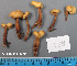  (Cudonia circinans - MQ23-HL1884)  @11 [ ] copyright (c) (2022) Herman Lambert Unspecified