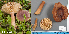  (Lactarius mammosus - MQ23-HL1885)  @11 [ ] copyright (c) (2022) Herman Lambert Unspecified