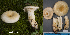 (Lactarius aff. scrobiculatus - MQ23-HL1916)  @11 [ ] copyright (c) (2022) Herman Lambert Unspecified