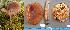  (Lactarius rufus - MQ23-HL1917)  @11 [ ] copyright (c) (2022) Herman Lambert Unspecified