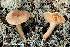  (Lactarius fuliginosus - MQ23-HRL3896)  @11 [ ] copyright © (2022) Renee Lebeuf Unspecified