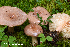  (Lactarius trivialis - MQ23-HRL3920)  @11 [ ] copyright © (2022) Renee Lebeuf Unspecified