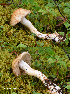  ( - MQ23-HRL3933)  @11 [ ] copyright © (2022) Renee Lebeuf Unspecified