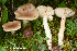  (Lactarius caespitosus - MQ23-HRL3935)  @11 [ ] copyright © (2022) Renee Lebeuf Unspecified