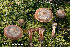  (Cortinarius semivestitus - MQ23-HRL4004)  @11 [ ] copyright © (2022) Renee Lebeuf Unspecified