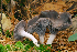  ( - MQ22-HRL1035)  @11 [ ] Copyright (2011) Renee Lebeuf Unspecified