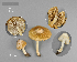  ( - MQ23-CMMF026402)  @11 [ ] by-nc (2015) Jacqueline Labrecque Unspecified
