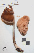  ( - MQ18027)  @11 [ ] Copyright (2015) Jacques Landry Mycoquebec