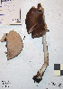  ( - MQ18031)  @11 [ ] Copyright (2015) Jacques Landry Mycoquebec
