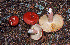  ( - MQ21-CMMF008205)  @11 [ ] by-nc-nd (1980) Raymond McNeil Universite de Montreal, Biodiversity Center