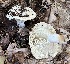  ( - MQ23-CMMF026282)  @11 [ ] Unspecified (default): All Rights Reserved (2022) Chantal Gauthier (by-nc)