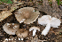  ( - MQ24-HRL4169)  @11 [ ] by-nc (2023) Renee Lebeuf Unspecified