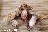 (Russula ventricosipes - MQ24a-HRL4760)  @11 [ ] (bc-nc) (2024) Renee Lebeuf Unspecified