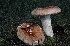  ( - MQ21-CMMF014569)  @11 [ ] Copyright (c) (1993) Unspecified Cercle des mycologuues de Montreal Fungarium