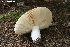  ( - MQ21-CMMF024754)  @11 [ ] Copyright (c) (2019) Patrick Poitras Mycoquebec
