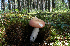  ( - MQ21-CMMF024722)  @11 [ ] Copyright (c) (2011) Patrick Poitras Mycoquebec