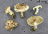  ( - MQ21-CMMF003456)  @11 [ ] CreativeCommons - Attribution Share-Alike (2021) Unspecified Cercle des Mycologues de Montreal Fungarium