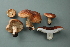  ( - MQ20-JLAB931-CMMF009347)  @11 [ ] CreativeCommons - Attribution Non-Commercial No Derivatives (2006) Unspecified Universite de Montreal, Biodiversity Center