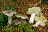  ( - MQ20-HRL1934-QFB32639)  @11 [ ] Copyright (2014) Renee Lebeuf Unspecified