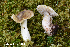  ( - MQ24a-HRL4740)  @11 [ ] (bc-nc) (2024) Renee Lebeuf Unspecified
