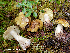  (Tricholoma equestre - MQ24a-HRL4742)  @11 [ ] (bc-nc) (2024) Renee Lebeuf Unspecified