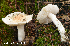  (Tricholoma columbetta - MQ24a-HRL4752)  @11 [ ] (bc-nc) (2024) Renee Lebeuf Unspecified