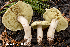  (Tricholoma aestuans - MQ24a-HRL4762)  @11 [ ] (bc-nc) (2024) Renee Lebeuf Unspecified
