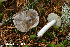  (Tricholoma portentosum - MQ24a-HRL4775)  @11 [ ] (bc-nc) (2024) Renee Lebeuf Unspecified