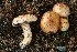  ( - MQ20-pat06091705)  @11 [ ] CreativeCommons - Attribution Non-Commercial No Derivatives (2017) Patrick Poitras Universite de Montreal, Biodiversity Center