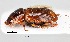  (Aphodius sp.AGA5672 - SPEC#0302)  @11 [ ] CreativeCommons  Attribution Non-Commercial Share-Alike  (2024) Unspecified Princeton University