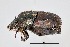  (Onthophagus birugatus - SPEC#2825)  @11 [ ] CreativeCommons  Attribution Non-Commercial Share-Alike  (2024) Unspecified Princeton University