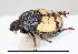  (Onthophagus sp.AFX6983 - SPEC#3390)  @11 [ ] CreativeCommons  Attribution Non-Commercial Share-Alike  (2024) Unspecified Princeton University