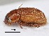  (Aphodius sp.AGA5667 - SPEC#4857)  @11 [ ] CreativeCommons  Attribution Non-Commercial Share-Alike  (2024) Unspecified Princeton University