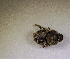  (Onthophagus aethiopicus - MPALA-OPP-HYENA-02)  @11 [ ] CreativeCommons  Attribution Non-Commercial Share-Alike  (2024) Unspecified Princeton University