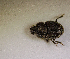  ( - MPALA-OPP-HYENA-04)  @11 [ ] CreativeCommons  Attribution Non-Commercial Share-Alike  (2024) Unspecified Princeton University