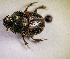  (Mimonthophagus apicehirtus - MPALA-T1-ELE-17)  @11 [ ] CreativeCommons  Attribution Non-Commercial Share-Alike  (2024) Unspecified Princeton University