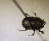  (Onthophagus sp.AFX7007 - MPALA-T1-ELE-36)  @11 [ ] CreativeCommons  Attribution Non-Commercial Share-Alike  (2024) Unspecified Princeton University