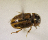  (Labarrus sp.ADT4617 - MPALA-T1-ELE-41)  @11 [ ] CreativeCommons  Attribution Non-Commercial Share-Alike  (2024) Unspecified Princeton University