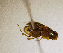  (Aphodius sp.ACK7362 - MPALA-T2-ELE-19)  @11 [ ] CreativeCommons  Attribution Non-Commercial Share-Alike  (2024) Unspecified Princeton University
