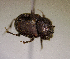  (Onthophagus sp.AFX7002 - MPALA-T3-ELE-32)  @11 [ ] CreativeCommons  Attribution Non-Commercial Share-Alike  (2024) Unspecified Princeton University